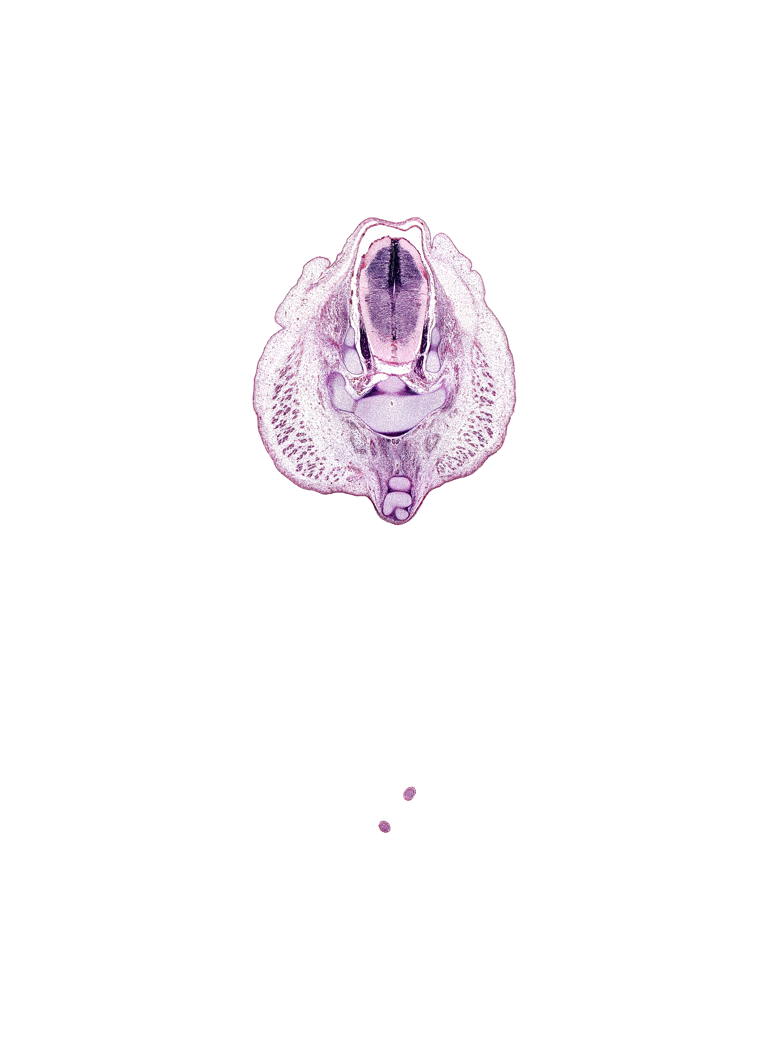 S-2 spinal ganglion, S-3 / S-4 intervertebral region, S-3 spinal ganglion, S-3 ventral primary ramus, S-4 / S-5 intervertebral region, caudal eminence, centrum of Co-3 vertebra, centrum of Co-4 vertebra, centrum of S-4 vertebra, gluteus maximus muscle, intermediate zone, marginal zone, median sacral artery, sympathetic trunk, tip of coccyx, tip of toes, ventricular zone