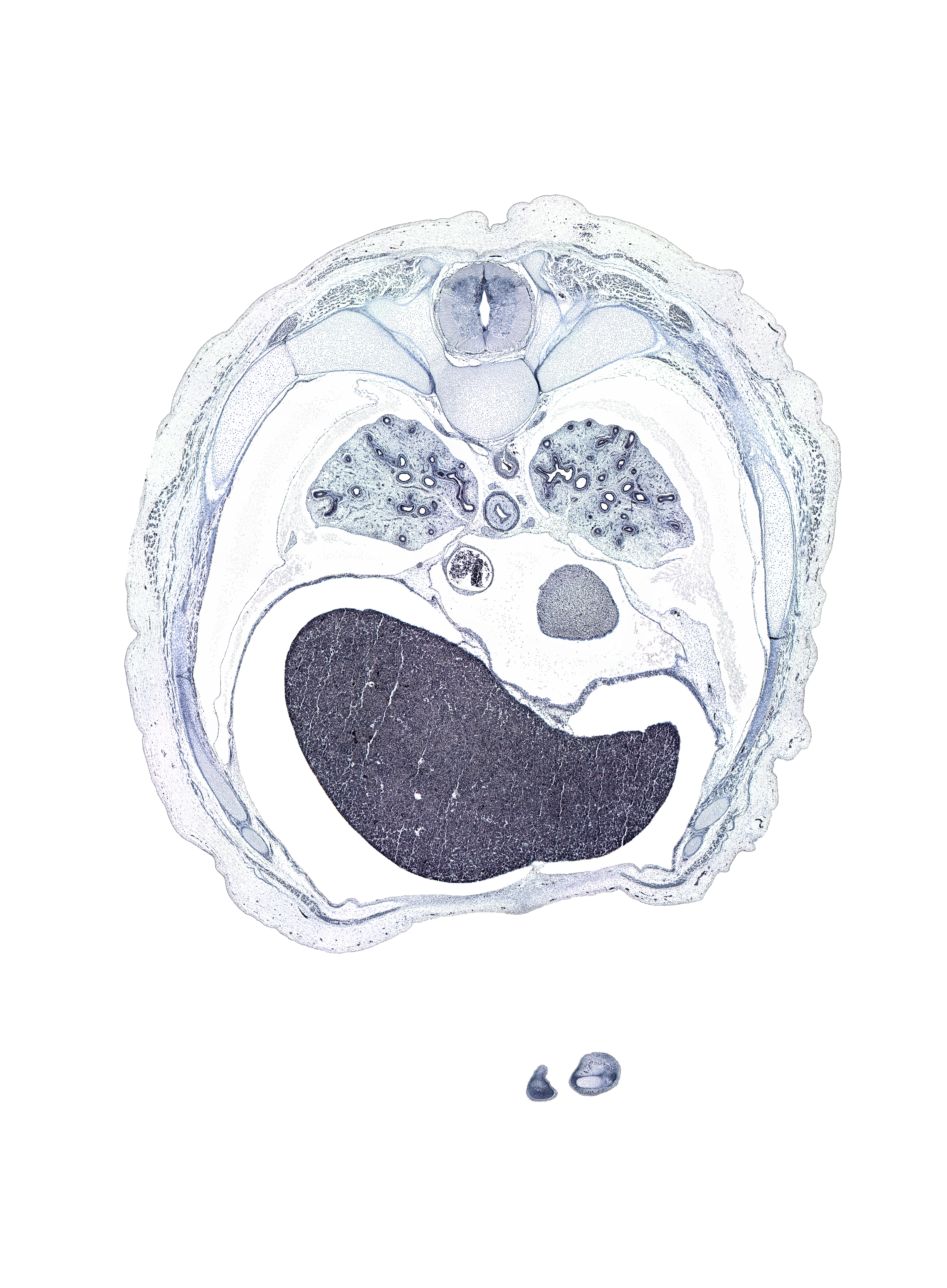 T-6 / T-7 interganglion region, caudal edge of middle lobe of right lung, central tendon of diaphragm, distal phalynx of left digit 5 (little finger), dorsal median septum, falciform ligament, inferior vena cava, latissimus dorsi muscle, left lobe of liver, left ventricle, pericardial sac, peritoneal cavity, pleural recess, rib 7, rib 8, rib 9, right lobe of liver, sympathetic trunk, trapezius muscle, ventral median septum
