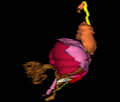 Viscera