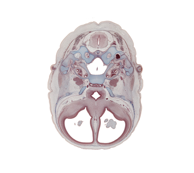 C-1 spinal ganglion, basisphenoid, central canal, cephalic part of spinal cord, cephalic tip of dens of C-2 vertebra (axis), distal part of adenohypophysis, dorsal funiculus, edge of basilar artery, edge of choroid plexus, exoccipital, hippocampus, hypoglossal canal, incus, internal carotid artery, lateral funiculus, lesser wing of sphenoid, malleus, neck of stapes, nucleus accumbens, ophthalmic nerve (CN V₁), optic chiasma (chiasmatic plate), otic capsule, piriform cortex (paleopallium), root of hypoglossal nerve (CN XII), spiral ganglion (CN VIII), stapedius muscle, trigeminal ganglion (CN V), ventral funiculus, vertebral artery