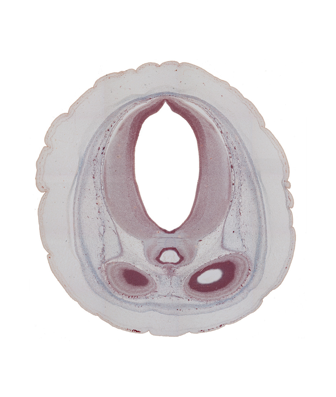 cerebral aqueduct (mesocoele), diencephalon, dural band for tentorium cerebelli, dural venous sinus, epithalamus, mesencephalon (tectum), neopallial cortex, occipital lobe region of cerebral hemisphere, osteogenic layer, pericranium, pineal recess of third ventricle, posterior horn region of lateral ventricle, roof plate of mesencephalon, subarachnoid space, superior sagittal sinus