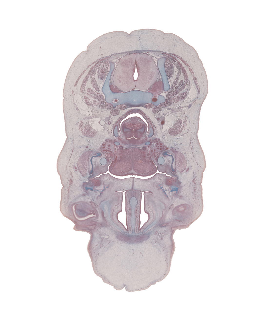 C-5 spinal ganglion, body of tongue, common carotid artery, conjunctival sac, edge of eyeball, fusion region of palatine shelves, greater horn of hyoid (pharyngeal arch 3 cartilage), internal jugular vein, interorbital ligament, jugular lymph sac, lesser horn of hyoid (pharyngeal arch 2 cartilage), linguogingival sulcus, lymph sac, masseter muscle, middle pharyngeal constrictor muscle, parotid duct, platysma muscle, retropharyngeal space, sternocleidomastoid muscle, sympathetic trunk, vagus nerve (CN X)