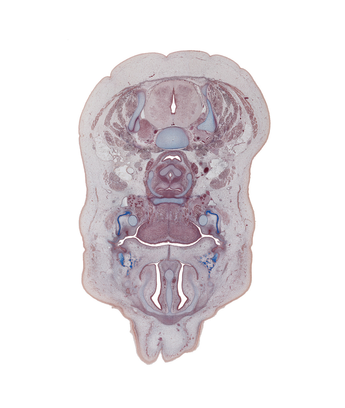 C-5 / C-6 interganglion region, C-5 spinal nerve, body of hyoid (pharyngeal arch 3 cartilage), common carotid artery, fusion region of palatine shelves, inferior nasal concha, internal jugular vein, linguogingival sulcus, mandible ossification, maxilla ossification, nasolacrimal duct, semispinalis cervicis muscle, splenius muscle, sternocleidomastoid muscle, submandibular duct, submandibular gland, superior parathyroid gland, trapezius muscle, vagus nerve (CN X), vomeronasal organ