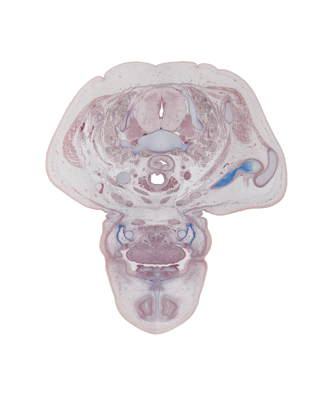 C-7 spinal ganglion, acromioclavicular joint, clavicle, common carotid artery, dorsal horn of grey matter, edge of nasal cavity (nasal sac), epithelial plug in naris, inferior parathyroid gland, isthmus of thyroid gland, middle trunk of brachial plexus (C-7), muscular layer of esophagus, mylohyoid muscle, nose, scalene anterior muscle, sternocleidomastoid muscle, sternohyoid muscle, sternothyroid muscle, trapezius muscle, ventral horn of grey matter