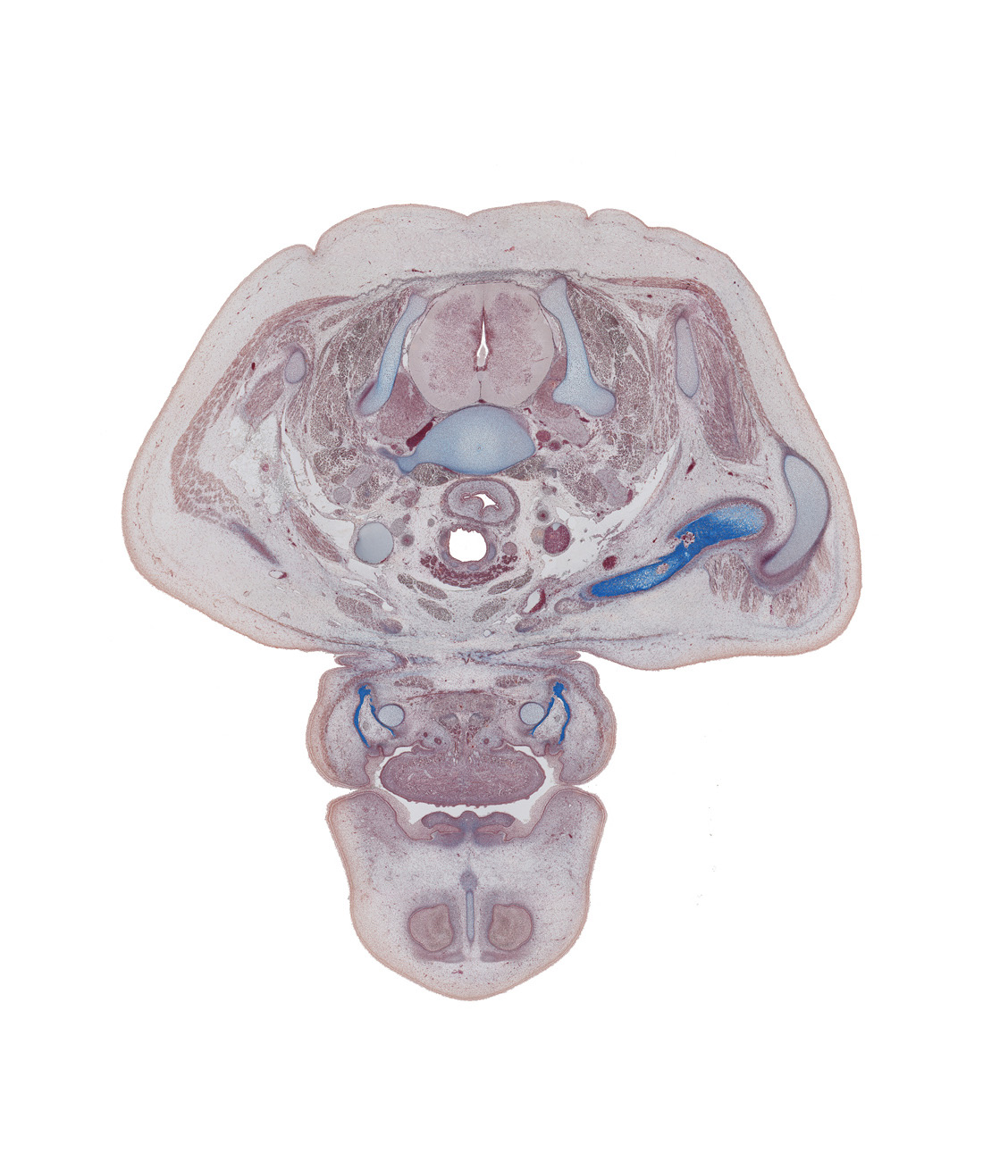 C-7 / C-8 interganglion region, C-7 spinal nerve, aponeurosis of trapezius, cephalic edge of scapula, common carotid artery, edge of nasal septum, edge of primary palate, internal jugular vein, isthmus of thyroid gland, jugular lymph sac, longus cervicis muscle, muscular layer of esophagus, mylohyoid muscle, neural arch of C-7 vertebra, platysma muscle, supraspinatus muscle, sympathetic trunk, trachea, vagus nerve (CN X)
