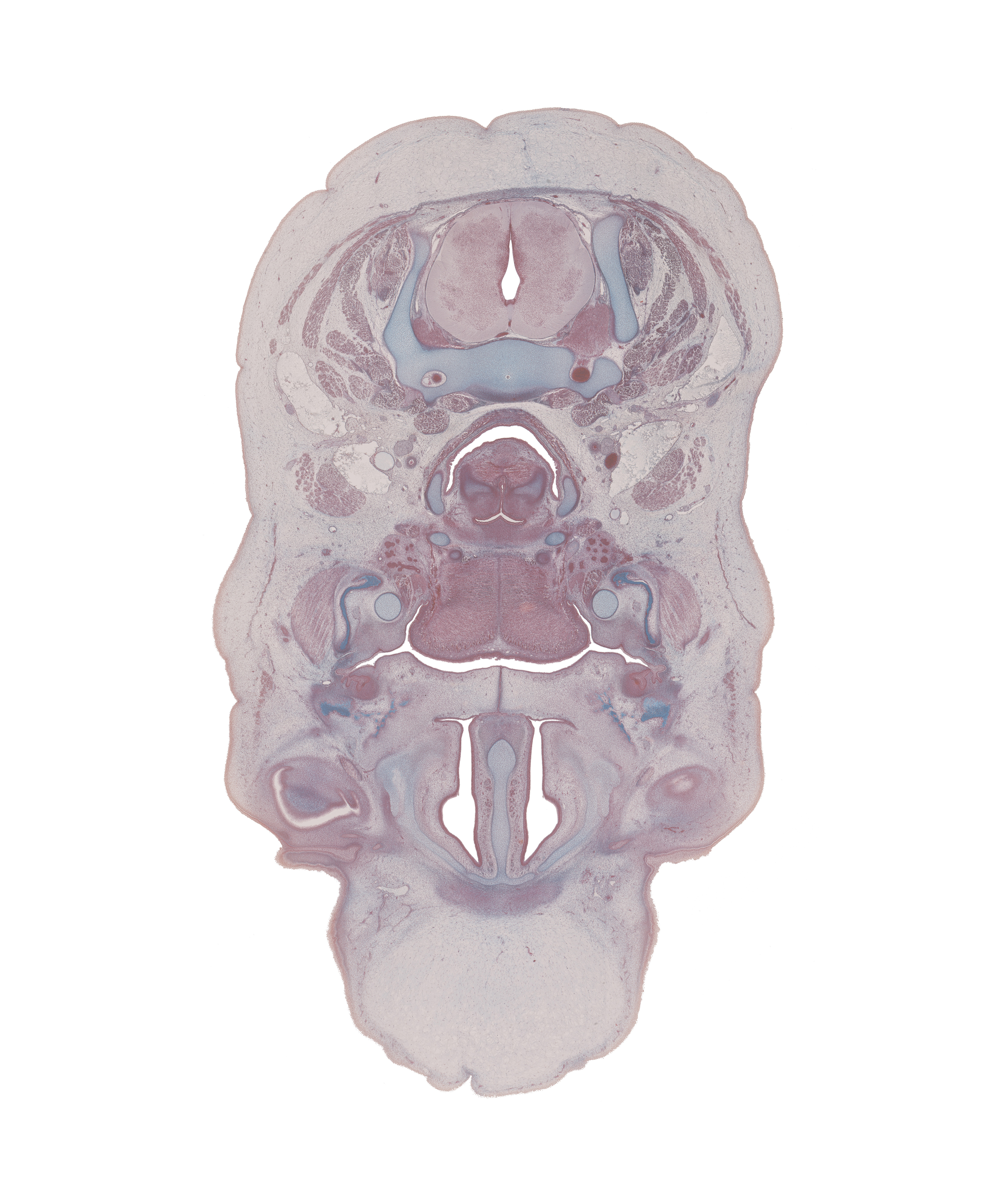 C-5 spinal ganglion, body of tongue, common carotid artery, conjunctival sac, edge of eyeball, fusion region of palatine shelves, greater horn of hyoid (pharyngeal arch 3 cartilage), internal jugular vein, interorbital ligament, jugular lymph sac, lesser horn of hyoid (pharyngeal arch 2 cartilage), linguogingival sulcus, lymph sac, masseter muscle, middle pharyngeal constrictor muscle, parotid duct, platysma muscle, retropharyngeal space, sternocleidomastoid muscle, sympathetic trunk, vagus nerve (CN X)