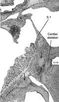 The atrioventricular bundle and developing cardiac skeleton