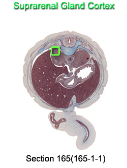 Suprarenal Gland Cortex