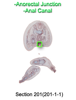 Anorectal Junction and Anal Canal