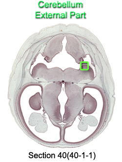 Cerebellum External Part