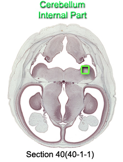 Cerebellum Internal Part