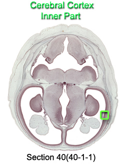 Cerebral Cortex Inner Part