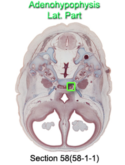 Adenohypophysis Lat. Part