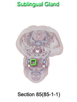 Sublingual Gland