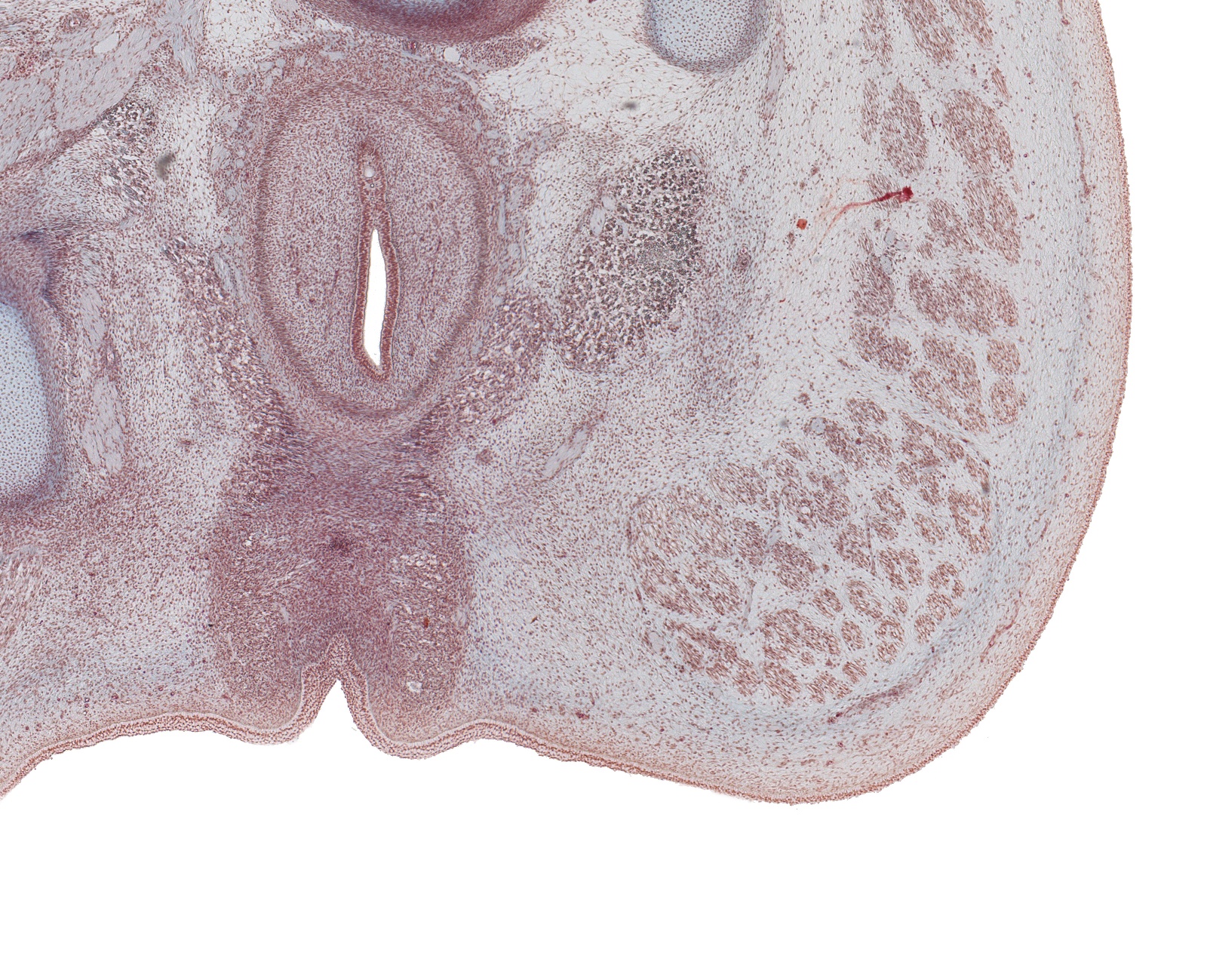 Caudal Rectum, Anus, and Ischiorectal Fossa