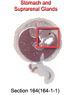 Stomach and Suprarenal Glands