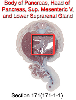 Body of Pancreas, Head of Pancreas, Sup. Mesenteric V, and Lower Supraenal Gland