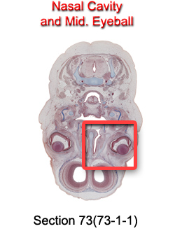 Nasal Cavity and Mid. Eyeball