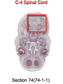 C-4 Spinal Cord