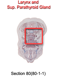 Larynx and Sup. Parathyroid Gland