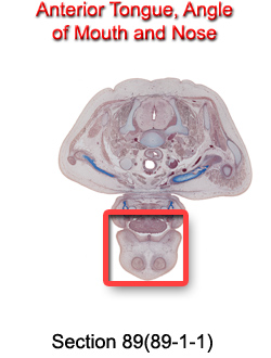 Anterior Tongue, Angle of Mouth and Nose