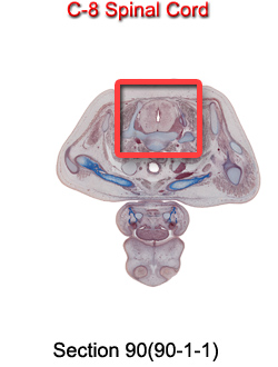 C-8 Spinal Cord