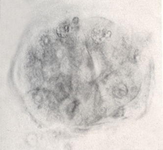 Embryo 8794