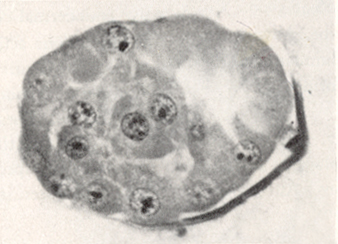 Embryo 8794