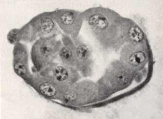 Embryo 8794