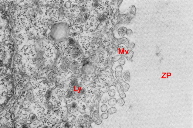 Junction area of trophoblast and zona pellucida