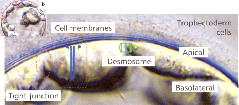 Schematic of trophoblast cell junctions