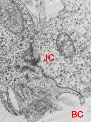 Junctional complex between two trophoblast cells
