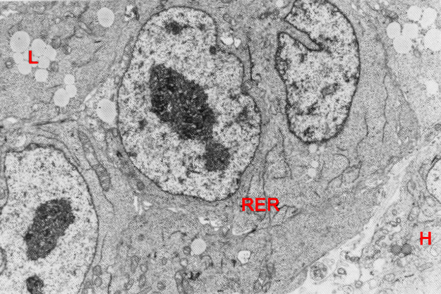 Junction of epiblast and hypoblast