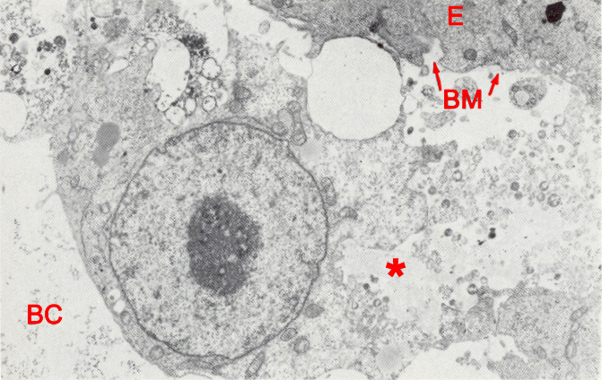 Hypoblast cell 