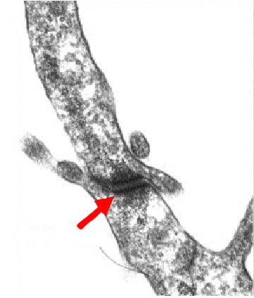 Desmosome-type junction between two trophoblast cells