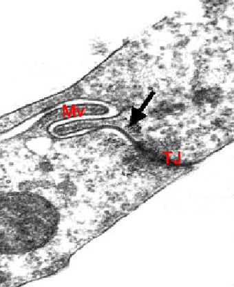 Tight junction and a gap junction between two trophoblast cells