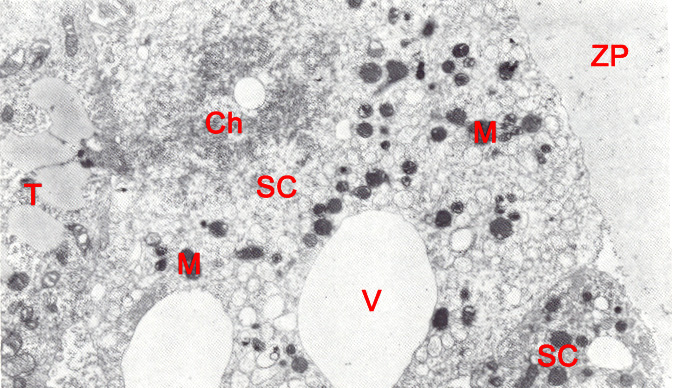 Sequestered cells between zona pellucida and trophoblast