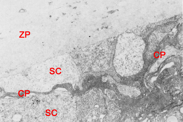 Sequestered cells in polar trophoblast region