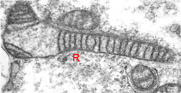 Hatched embryo showing details of an apparently elongating mitochondrion