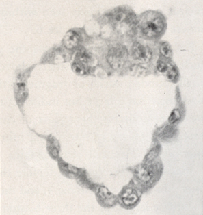 Embryo 8663