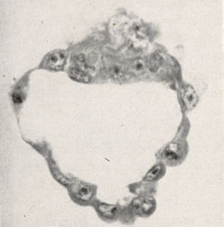 Embryo 8663