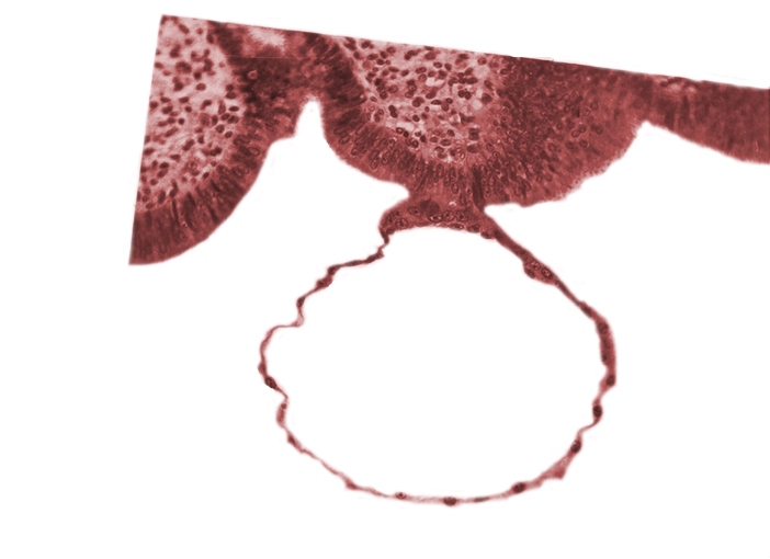 blastocystic cavity (blastocoele), contact area(s), endometrial (uterine) epithelium, mural trophoblast