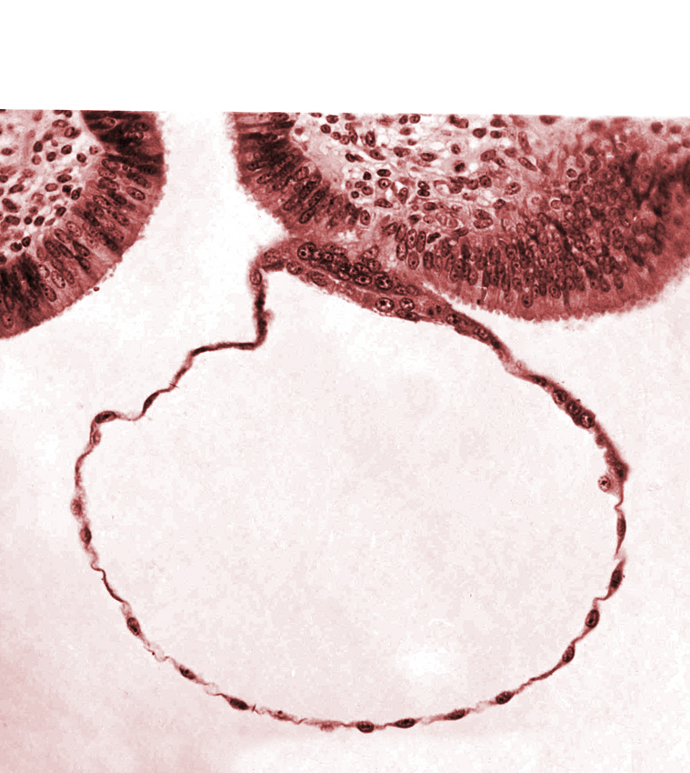 blastocystic cavity (blastocoele), cytotrophoblast, erosion of endometrial epithelium, mural trophoblast, syncytiotrophoblast