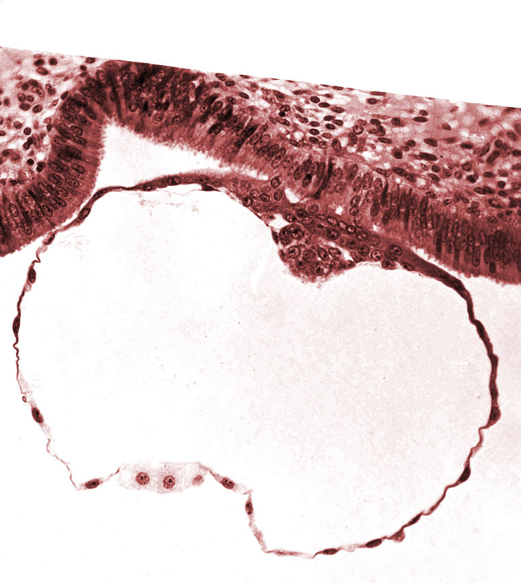 blastocystic cavity (blastocoele), embryonic disc, endometrial (uterine) epithelium, epiblast, hypoblast, mural trophoblast, primordium of amniotic cavity, syncytial-epithelial contact areas