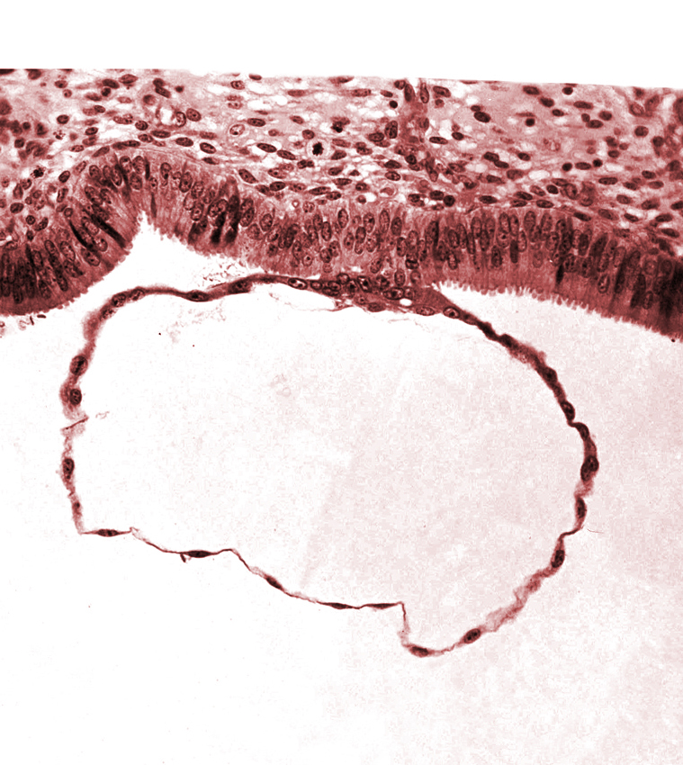 blastocystic cavity (blastocoele), cytotrophoblast, endometrial (uterine) epithelium, mural trophoblast, syncytiotrophoblast