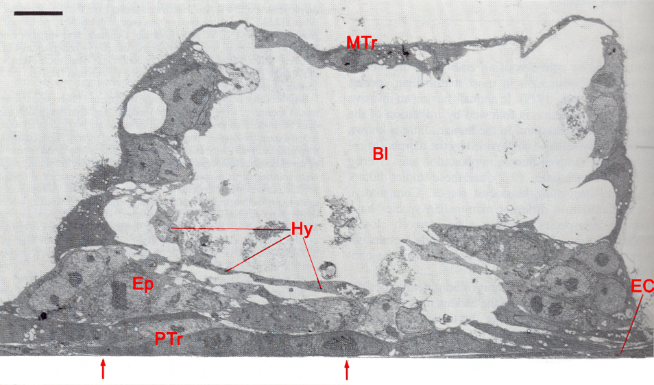 Blastocyst attached to the endometrial cell culture