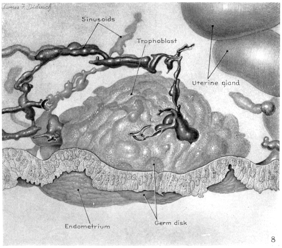 Drawing of reconstructed embryo