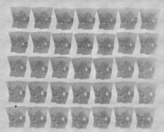 Embryo 8004 original glass slides 10
