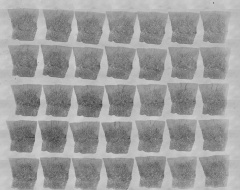 Embryo 8004 original glass slides 13