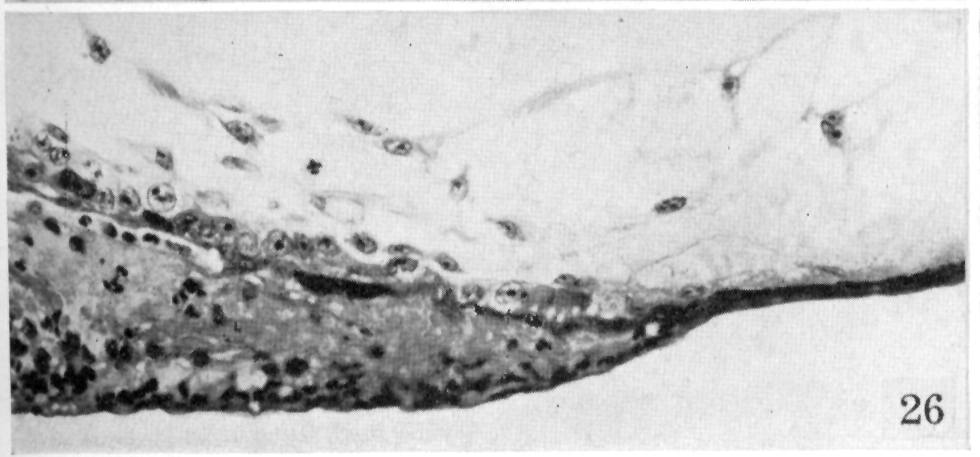 Part of abembryonic trophoblast